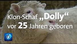 Medizinische Forschung 25 Jahre nach der Geburt von Klon-Schaf "Dolly"