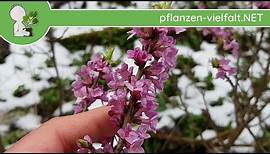 Echter Seidelbast - Blüten und Knospen - 23.03.18 (Daphne mezereum) - Baum-/Strauch-Bestimmung