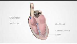 Wie entsteht der Herzrhythmus?