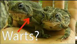 Toads: Everything You Need To Know!