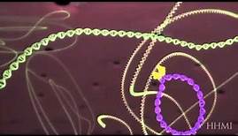 The HIV life cycle. Howard Hughes Medical Institute.