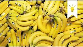 Bananen | Wissen, Fakten & Know How | EDEKA