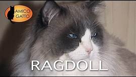 RAGDOLL trailer documentario (razza felina)