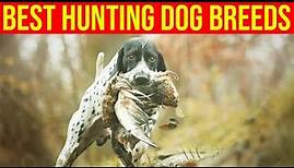 10 Best Hunting Dog Breeds/ Amazing Dogs