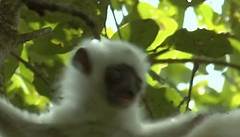 Critically Endangered Silky Sifaka Lemurs | Trouble In Lemurland