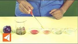Red cabbage as acid base indicator | Acids and Bases | Chemistry