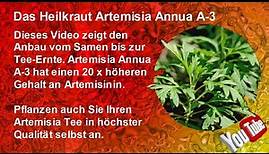 Das Heilkraut Artemisia Annua A-3 (Vom Samen bis zum Tee)