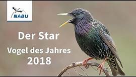 Vogel des Jahres 2018: Der Star