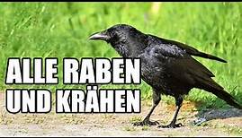 Alle Krähen und Rabenvögel Deutschlands