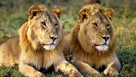 Lions: Facts & Information