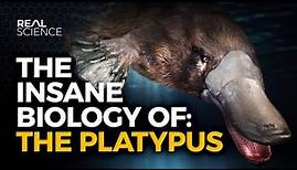 The Insane Biology of: The Platypus
