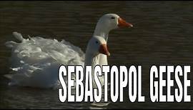 Sebastopol Geese