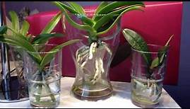 Phalaenopsis Orchideen im Wasser/ FWC/ Orchid