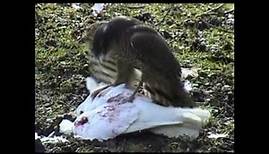 Sparrow Hawk eating Dove / Pigeon alive (Better quality)