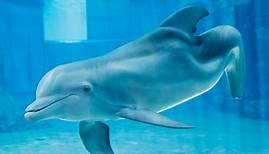 Muere Winter, la delfín sin cola protagonista de la conmovedora película Dolphin Tale