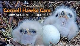 2021 Cornell Hawks Cam Season Highlights | Cornell Lab