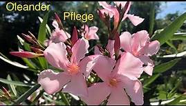 Oleander pflegen, Tipps und Tricks