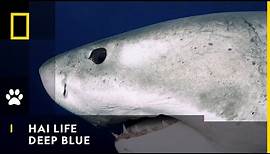 Dieser Weiße Hai ist gigantisch | Hai Life