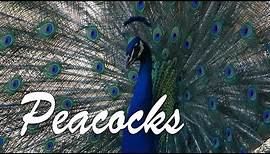 All About Peacocks