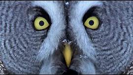 Mesmerising Owl Moments | BBC Earth