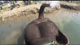 Elefantenbaden in Nepal - Elephants bathing in Nepal (Chitwan Nationalpark)