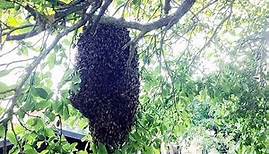 Bienenschwarm im Garten! Was tun?