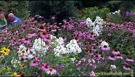 How to Grow Echinacea - Purple Coneflower