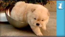 Top 10 Fluffiest Chow Puppy Moments - Puppy Love
