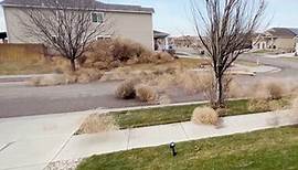 Thousands of tumbleweeds stampede as insane winds rip through Colorado