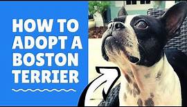 Step By Step Guide To Adopting A Boston Terrier From A Rescue