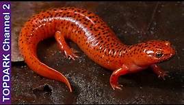 10 Especies hermosas de salamandras