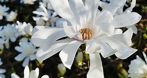 Royal Star Magnolia Tree