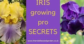 Iris growing - how to choose, plant and grow irises