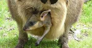Baby Kangaroo in Pouch
