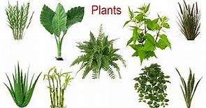 Plant Names, Meaning & Pictures | plants vocabulary