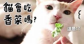 【黃阿瑪的後宮生活】貓會吃香菜嗎？