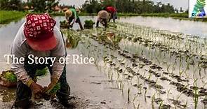 Story of Rice | Origin of Rice | History of Rice | Production of Rice | Consumption of Rice