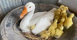 Amazing Pekin Duckling Hatching From Eggs - Nee Baby Duck Born