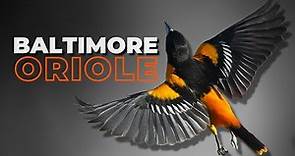 The Baltimore Oriole | A Bird Watchers Favorite