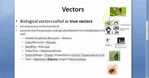 Parasitology 002 a Vectors Vector Borne diseases Biological Mechanical Mosquito malaria housefly