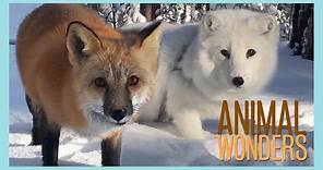 Arctic Fox, Red Fox