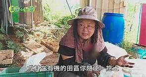 【苗栗卓蘭】有機印加果 女農夫堅持剝殼榨油 | 有機無毒 | 279 | #美麗心台灣