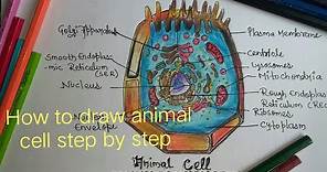 How to draw animal cell step by step