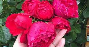 20 Rose varieties 2021 summer Deutschland-Rosen Tantau