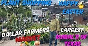 151: Plant Shopping: Gigantic Ruibal’s of Texas | Dallas Farmers Market👩🏽‍🌾 | Downtown, Dallas