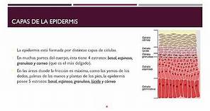 Sistema tegumentario - Dermis y Epidermis