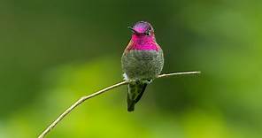 The Anna's Hummingbird (Calypte anna)