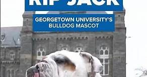 Georgetown University mascot, Jack the Bulldog, dies