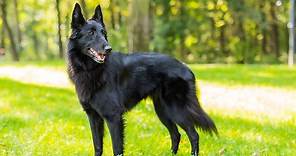 Belgian Malinois vs Belgian Shepherd: What Are The Differences?