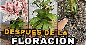 Lilium | Lilis o AZUCENAS Como REPRODUCIR y CUIDAR DESPUES De La FLORACIÓN